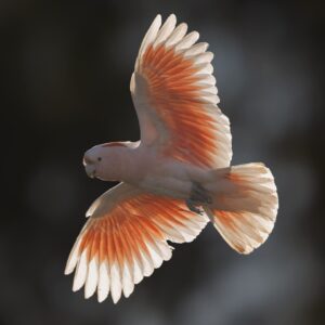 A wild Pink Cockatoo in flight