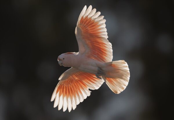 A wild Pink Cockatoo in flight