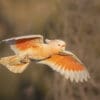 A wild Pink Cockatoo in flight
