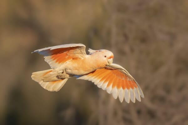 A wild Pink Cockatoo in flight
