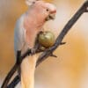 A wild Pink Cockatoo feeds on a paddy melon