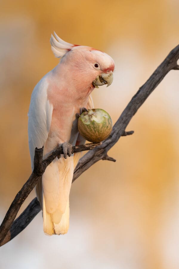 A wild Pink Cockatoo feeds on a paddy melon