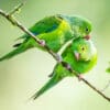 Wild Plain Parakeets preen each other