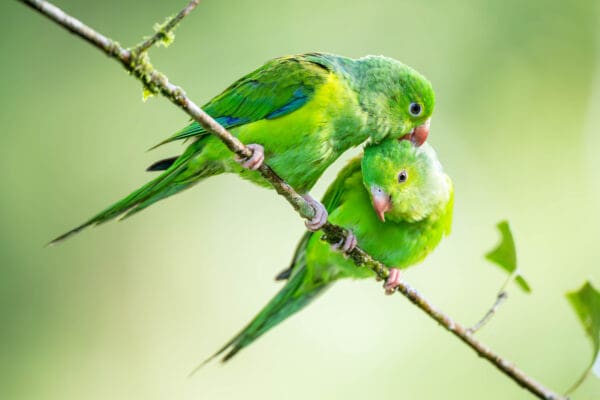 Wild Plain Parakeets preen each other