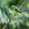 Wild Plain Parakeets interact