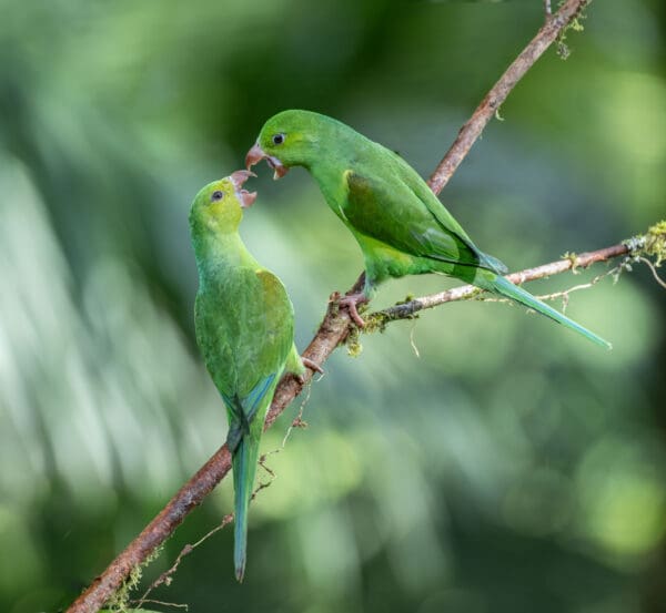 Wild Plain Parakeets interact