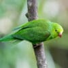 A wild Plain Parakeet clings to a branch