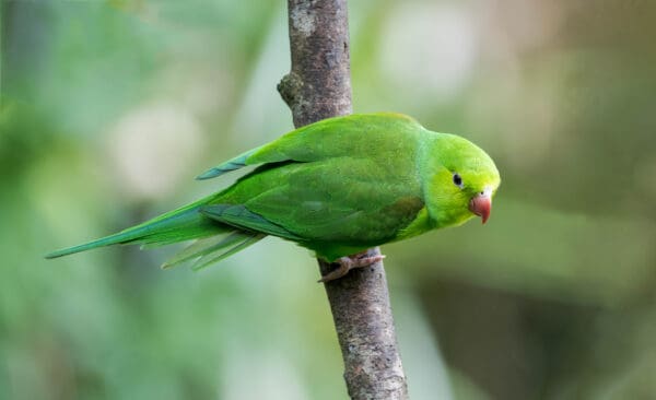 A wild Plain Parakeet clings to a branch