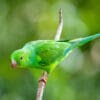 A wild Plain Parakeet clings to a branch