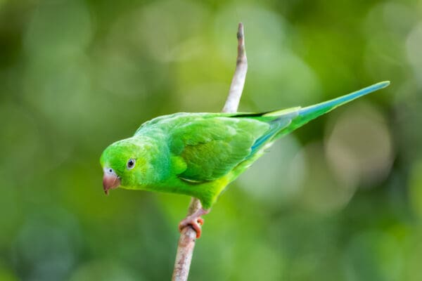 A wild Plain Parakeet clings to a branch