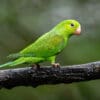 A wild Plain Parakeet perches on a branch