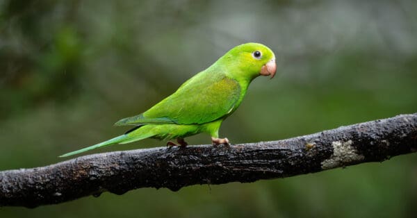A wild Plain Parakeet perches on a branch