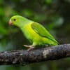 A wild Plain Parakeet perches on a branch