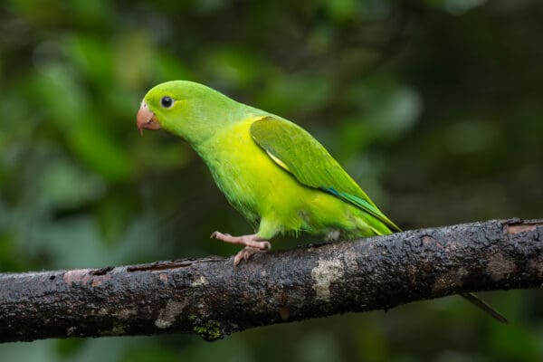 A wild Plain Parakeet perches on a branch