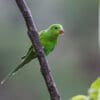 © Nick Athanas CC BY-NC-SA 2.0 via Flickr A wild Plain Parakeet perches on a branch