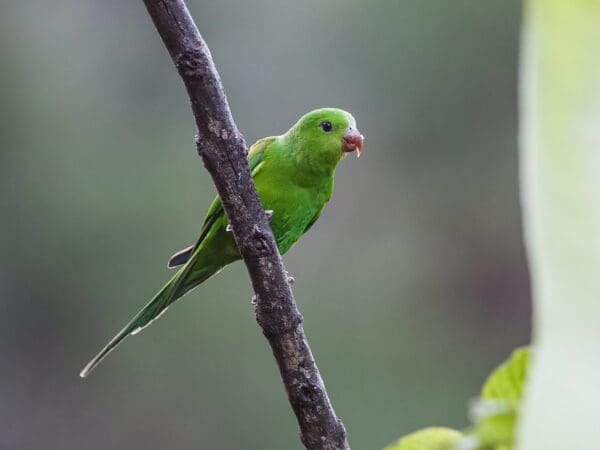 A wild Plain Parakeet perches on a branch
