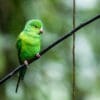 © Nick Athanas CC BY-NC-SA 2.0 via Flickr A wild Plain Parakeet perches on a branch