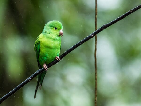 A wild Plain Parakeet perches on a branch