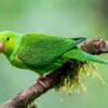 A wild Plain Parakeet perches on a branch