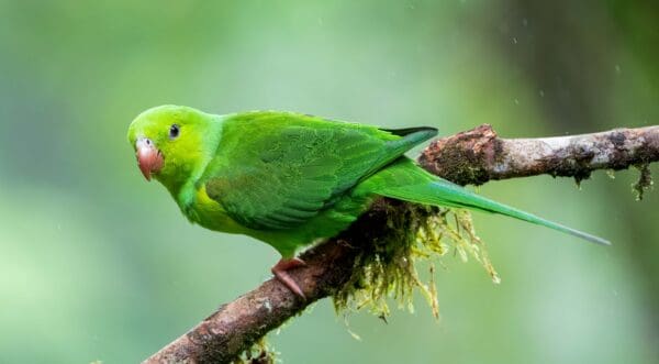 A wild Plain Parakeet perches on a branch