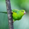 A wild Plain Parakeet clings to a branch