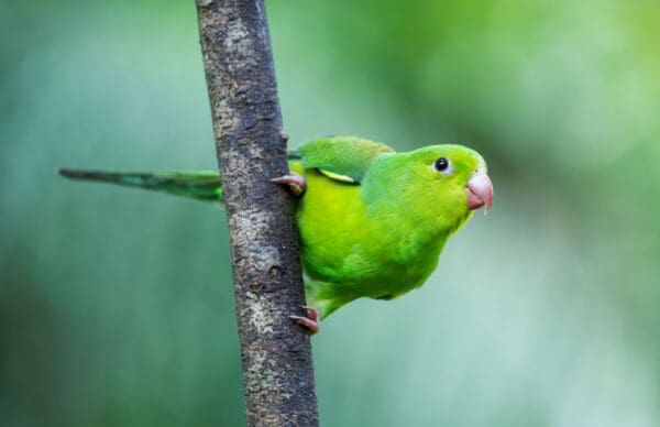 A wild Plain Parakeet clings to a branch
