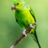 A wild Plain Parakeet perches on a twig