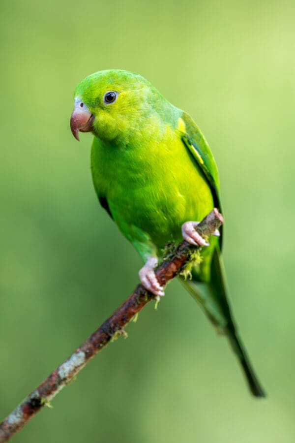 A wild Plain Parakeet perches on a twig