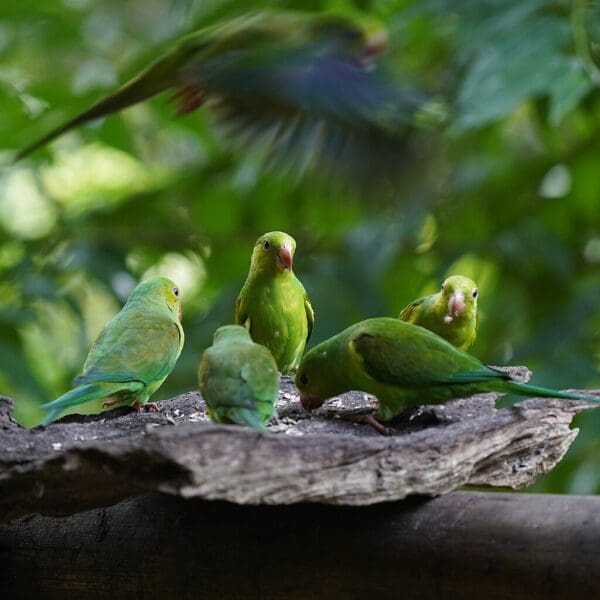 Wild Plain Parakeets perch on a limb