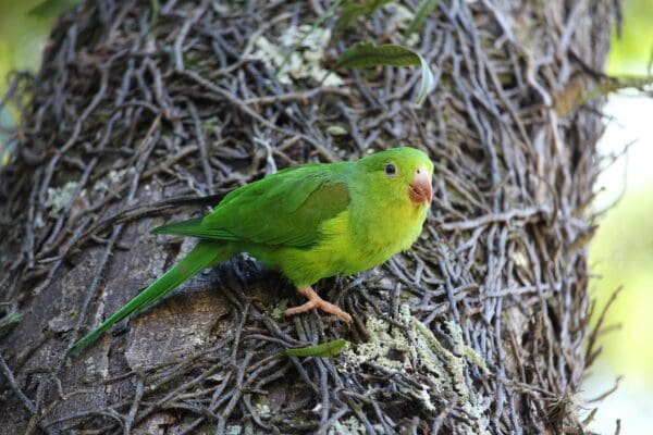 A wild Plain Parakeet perches on a log