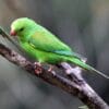 © Luiz Carlos Rocha CC BY-SA 2.0 via Flickr A wild Plain Parakeet perches on a branch