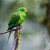 © Nick Athanas CC BY-NC-SA 2.0 via Flickr A wild Plain Parakeet perches on a branch