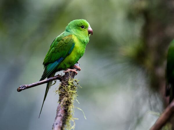 A wild Plain Parakeet perches on a branch