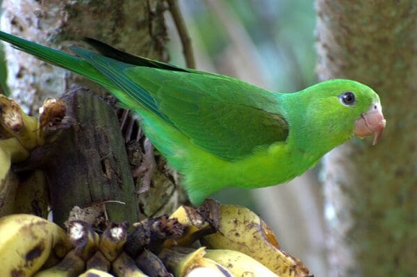 A wild Plain Parakeet perches on a feeder