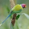 A wild male Plum-headed Parakeet