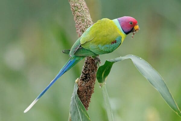 A wild male Plum-headed Parakeet