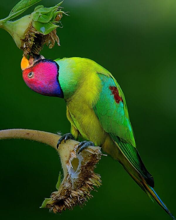 A wild male Plum-headed Parakeet feeds on fruit