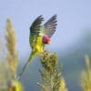 Wild male Plum-headed Parakeet lands on a stem