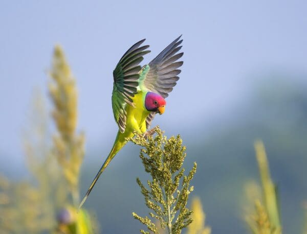 Wild male Plum-headed Parakeet lands on a stem