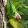 A wild male Plum-headed Parakeet clings to a tree trunk