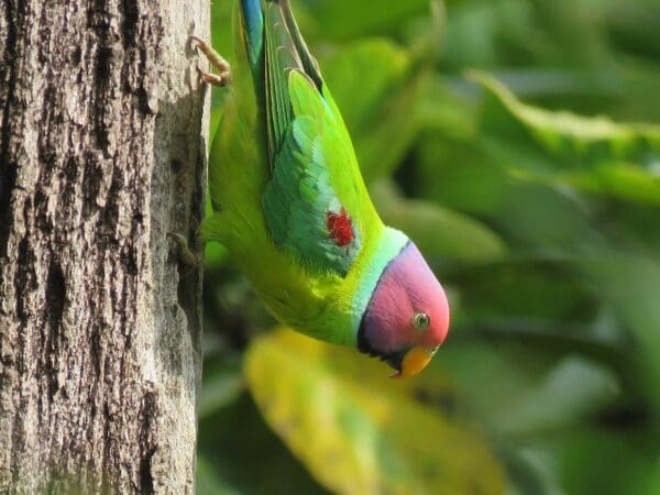 A wild male Plum-headed Parakeet clings to a tree trunk