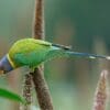 A wild female Plum-headed Parakeet perches on a stem