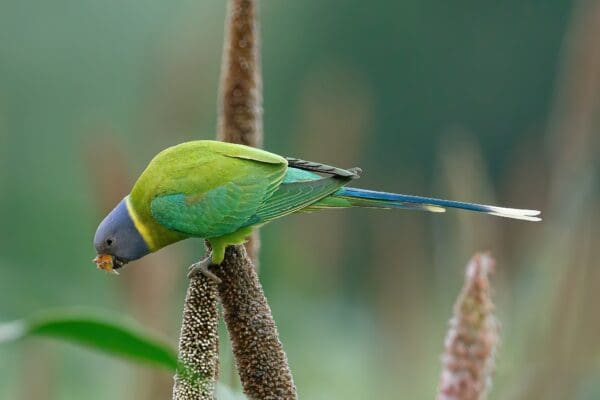 A wild female Plum-headed Parakeet perches on a stem