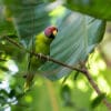 A wild Plum-headed Parakeet perches in a tree