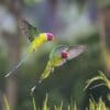 Two male Plum-headed Parakeets in flight