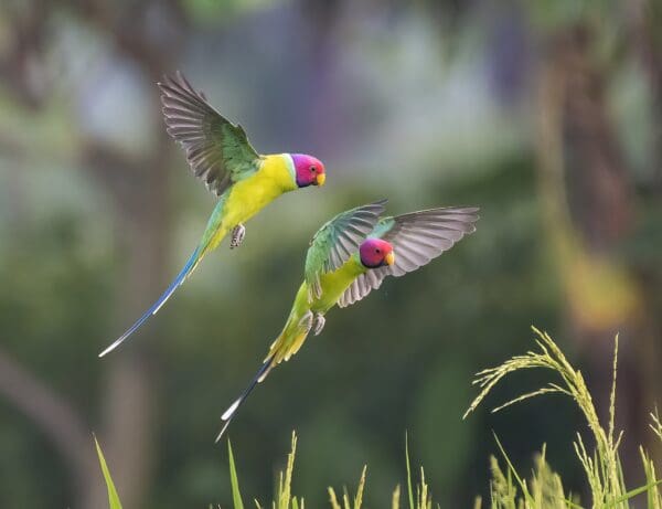 Two male Plum-headed Parakeets in flight