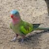 A Princess Parrot forages on the ground