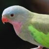 A closeup of a Princess Parrot