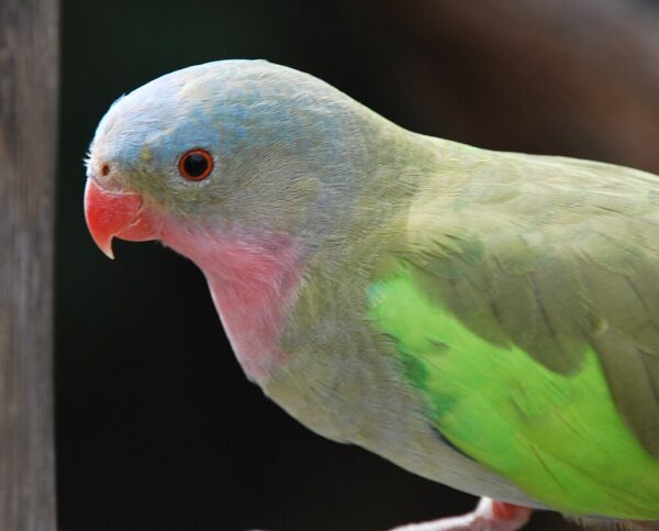 A closeup of a Princess Parrot