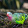 A Princess Parrot perches on a trunk, Bloedel Conservatory, CAN